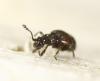 Brachygluta sp.